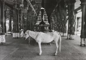 Thumbnail for Horse in Temple …