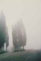 Thumbnail for Trees Morning Fog …