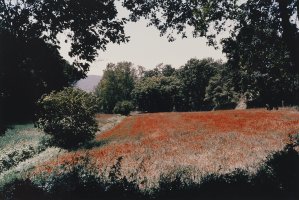 Thumbnail for Field of Poppies …