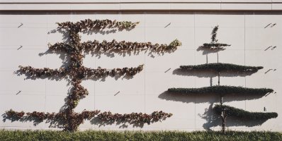 Thumbnail for Espalier Demonstration, Longwood …
