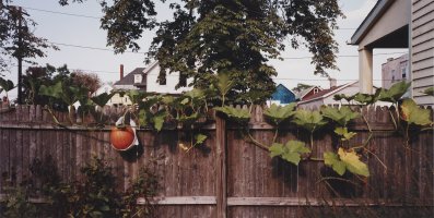 Thumbnail for Backyard Pumpkins, Buffalo, …