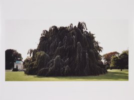 Thumbnail for European Weeping Beeches, …
