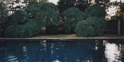 Thumbnail for Camperdown Elms and …
