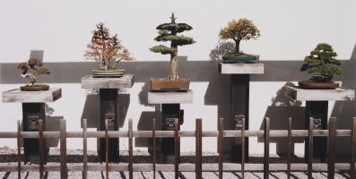 Thumbnail for Bonsai Collection, National …