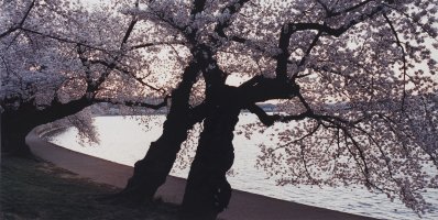 Thumbnail for Cherry Tree, Tidal …