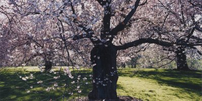 Thumbnail for Cherry Trees, Royal …