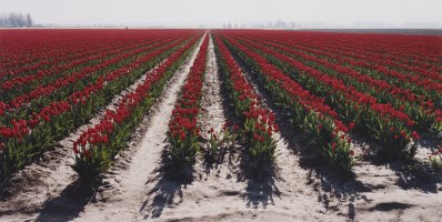 Thumbnail for Commercial Tulip Field, …