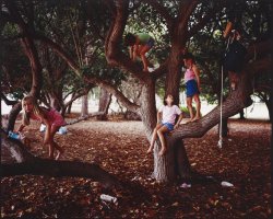 Thumbnail for Portia Tree, Maui, …