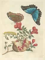 Thumbnail for Engraving from Merian’s …