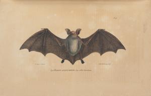 Thumbnail for Long Eared Bat: …