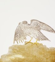 Thumbnail for Goshawk <small> (Object …
