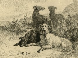 Thumbnail for Chiens d'Écosse (Scottish …