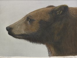 Thumbnail for Brown Bear I …