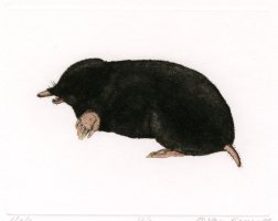 Thumbnail for Mole <small> (Object …