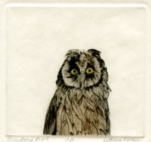 Thumbnail for Brucher's Owl <small> …