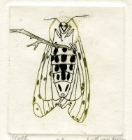 Thumbnail for Moth <small> (Object …