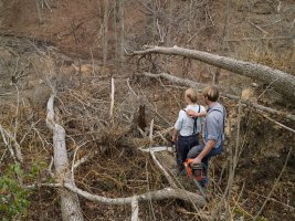 Thumbnail for Woodcutting, Russell Creek …