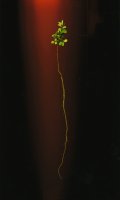 Thumbnail for Evergreen Elm <small> …