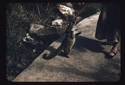 Thumbnail for Coatimundi: <small> near …