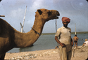Thumbnail for Camel and driver, …
