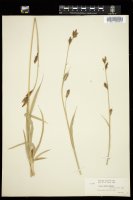Thumbnail for <i>Carex ablata</i> <i></i> …