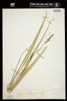 Thumbnail for <i>Carex acutiformis</i> <i></i> …