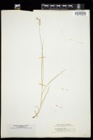 Thumbnail for <i>Carex albolutescens</i> <i></i> …
