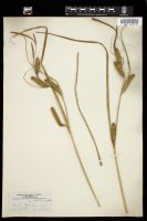 Thumbnail for <i>Carex ampullacea</i> <i></i> …