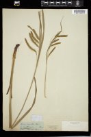 Thumbnail for <i>Carex crinita</i> <i></i> …