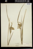 Thumbnail for <i>Carex crinita</i> <i></i> …
