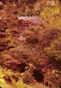 Thumbnail for Garden at Windsor …