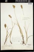 Thumbnail for <i>Carex douglasii</i> <i></i> …