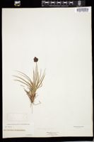 Thumbnail for <i>Carex atrata</i> <i></i> …