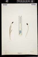 Thumbnail for <i>Carex atrata</i> <i></i> …