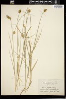 Thumbnail for <i>Carex bebbii</i> <i></i> …