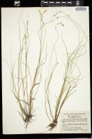 Thumbnail for <i>Carex canescens</i> <i></i> …
