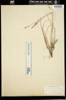 Thumbnail for <i>Carex communis</i> <i></i> …