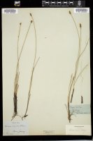 Thumbnail for <i>Carex exilis</i> <i></i> …