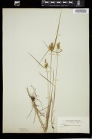 Thumbnail for <i>Carex flava</i> <i></i> …