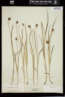 Thumbnail for <i>Carex festiva</i> <i></i> …