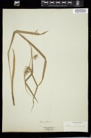 Thumbnail for <i>Carex folliculata</i> <i></i> …