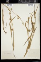 Thumbnail for <i>Carex folliculata</i> <i></i> …