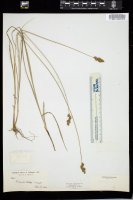 Thumbnail for <i>Carex festiva</i> <i></i> …