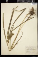 Thumbnail for <i>Carex frankii</i> <i></i> …
