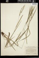 Thumbnail for <i>Carex hitchcockiana</i> <i></i> …