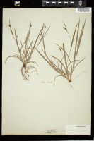Thumbnail for <i>Carex abscondita</i> <i></i> …