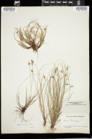 Thumbnail for <i>Carex albicans</i> <i></i> …