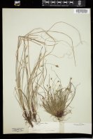 Thumbnail for <i>Carex albicans</i> <i></i> …