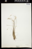 Thumbnail for <i>Carex albicans</i> <i></i> …