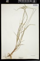 Thumbnail for <i>Carex albicans</i> <i></i> …